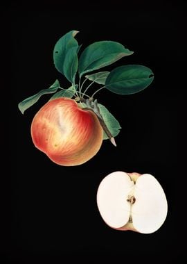 Vintage Apple Fruit Food