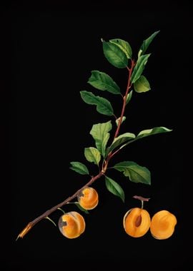 Vintage Apricot Fruit Food