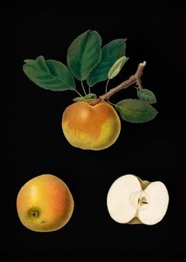 Vintage Apple Fruit Food