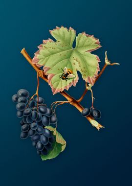 Vintage Barbera Grape Food