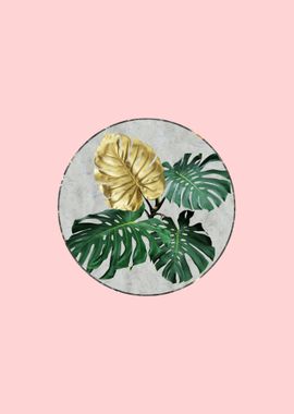 Monstera leaves pink circl