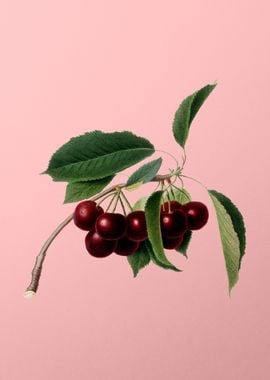 Vintage Cherry Fruits Food