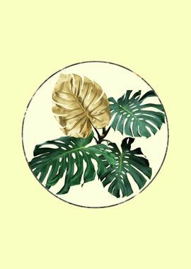 Monstera leaves soft yello