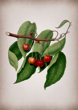 Vintage Cherry Fruit Food