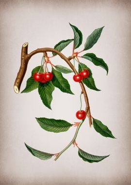 Vintage Cherry Fruit Food