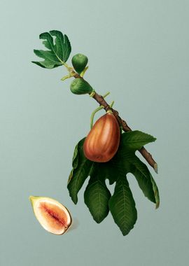 Vintage Fig Fruit Food Art