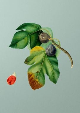 Vintage Fig Fruit Food Art