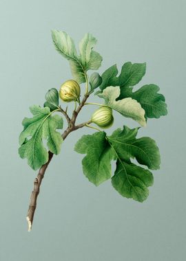 Vintage Fig Fruit Food Art