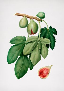 Vintage Fig Fruit Food Art