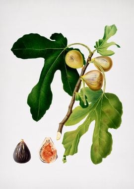 Vintage Fig Fruit Food Art