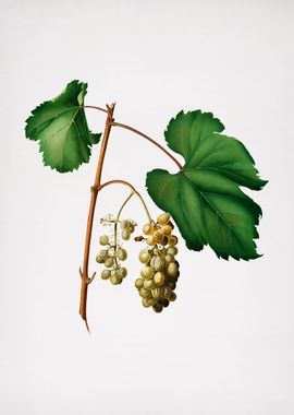 Vintage Friulli Grape Food