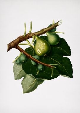 Vintage Fig Fruit Food Art