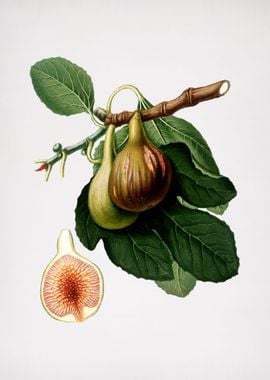 Vintage Fig Fruit Food Art