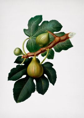 Vintage Fig Fruit Food Art