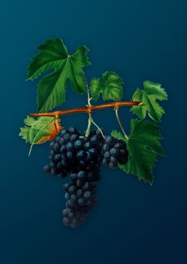 Vintage Lacrima Grapes Art