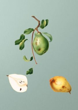 Vintage Pear Fruit Poster