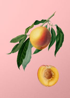 Vintage Peach Fruit Food