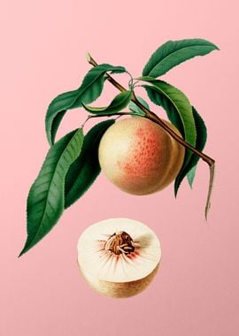 Vintage Peach Fruit Food