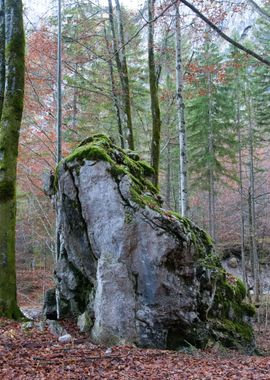 Rock in the forest 1