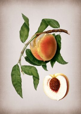 Vintage Peach Fruit Food