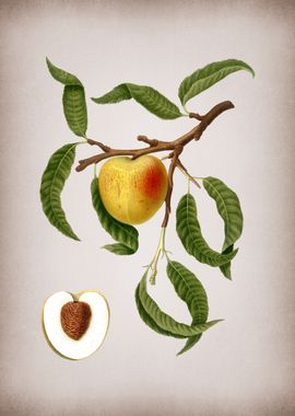 Vintage Peach Fruit Food