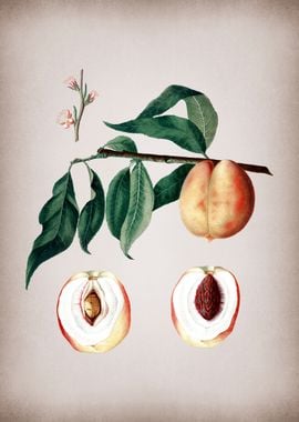 Vintage Peach Fruit Food