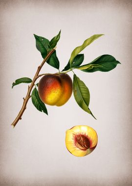 Vintage Peach Fruit Food