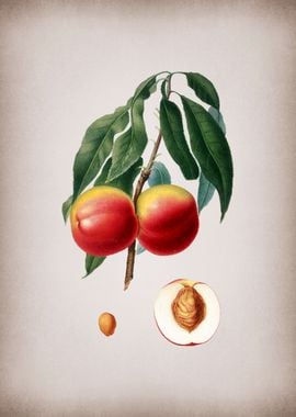 Vintage Peach Fruit Food