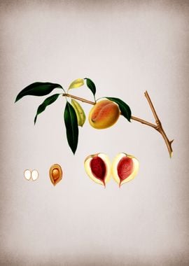 Vintage Peach Fruit Food