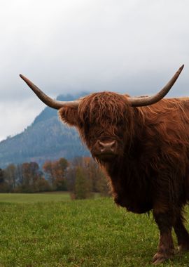 Highland Cow 2