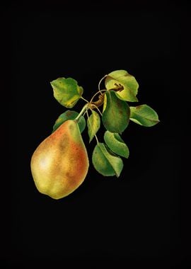 Vintage Pear Branch Fruit