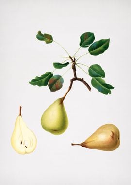 Vintage Pear Fruit Food