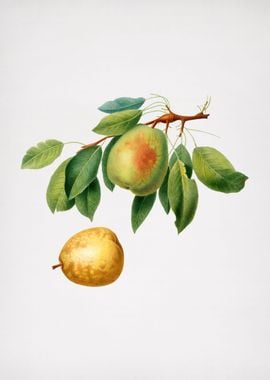 Vintage Pear Fruit Food