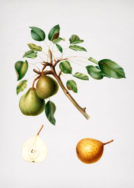 Vintage Pear Fruit Food