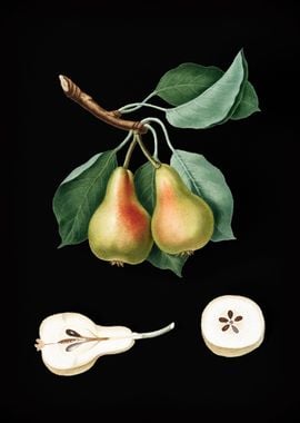 Vintage Pear Fruit Plant