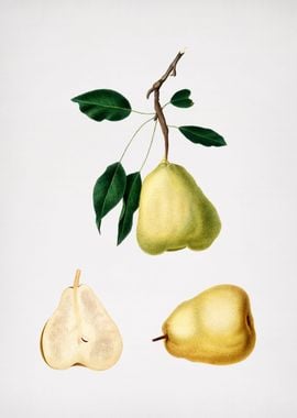 Vintage Pear Fruit Food