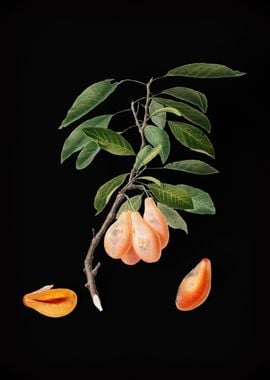 Vintage Plum Fruit Plant