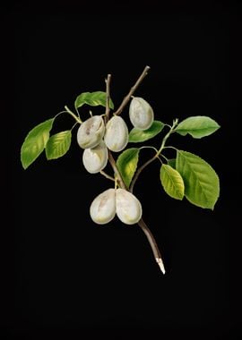 Vintage Plum Fruit Plant