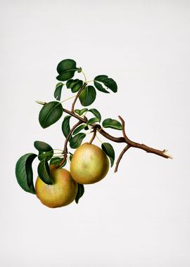 Vintage Pear Fruit Food