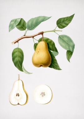 Vintage Pear Fruit Food