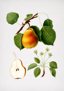 Vintage Pear Fruit Food