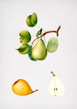 Vintage Pear Fruit Food