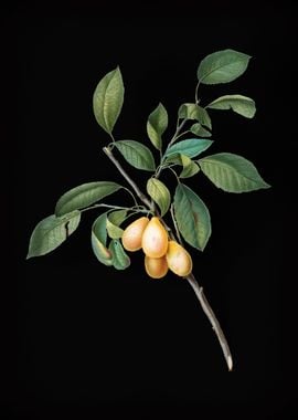 Vintage Plum Fruit Plant