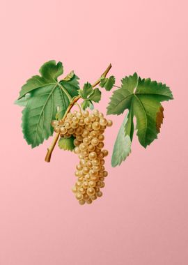 Vintage Trebbiano Grapes