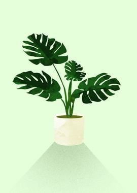 Monstera 2