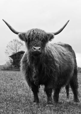 Highland Cow Black White 3