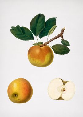 Vintage Apple Fruit Food