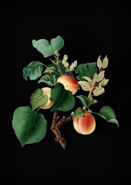 Vintage Apricot Fruit Food