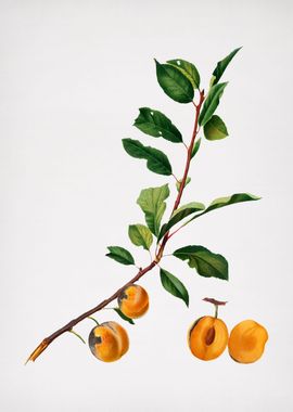 Vintage Apricot Fruit Food