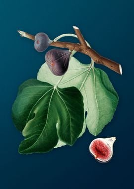 Vintage Black Fig Fruits